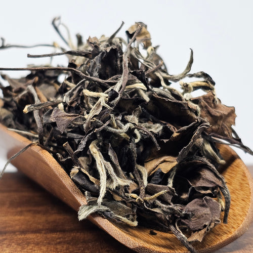 Shou Mei (Autumn 2023)