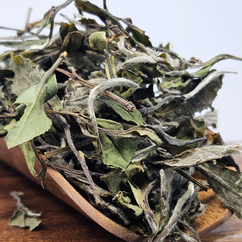 Bai Mu Dan (Autumn 2023)