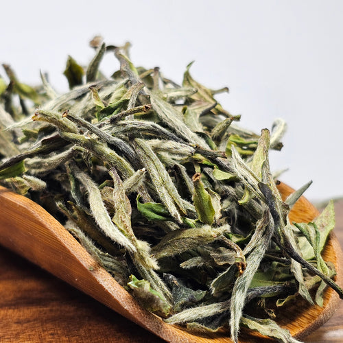 White Peony King 1st Flush Spring 2025