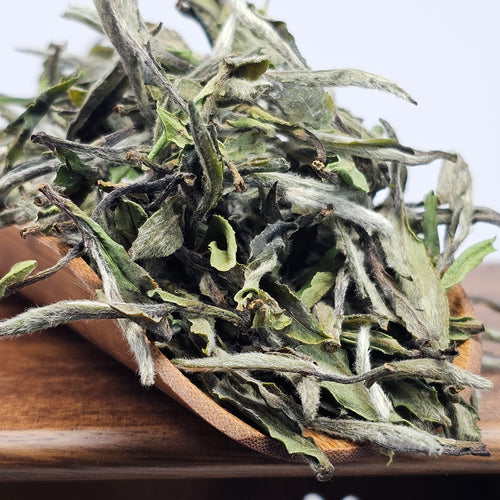 Bai Mu Dan (Spring 2025)