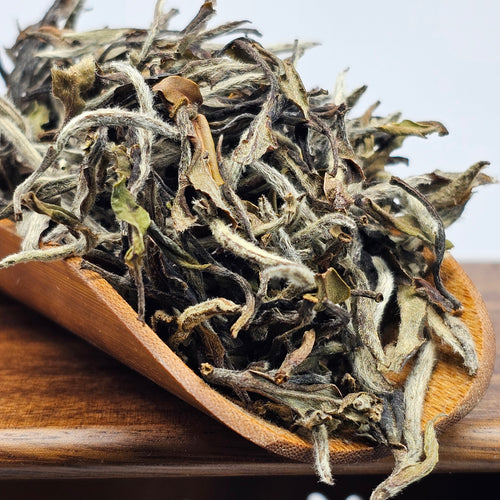 Aged White Peony King (Spring 2019)