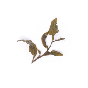 Golden Lily (Jin Xuan)